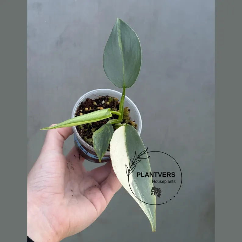 Super Rare Philodendron Silver Sword Variegated Plant - Collectors Plant - Rare Variegated Aroid Live Plant - Exact Same Plant - Us Seller