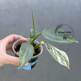 Super Rare Philodendron Silver Sword Variegated Plant - Collectors Plant - Rare Variegated Aroid Live Plant - Exact Same Plant - Us Seller