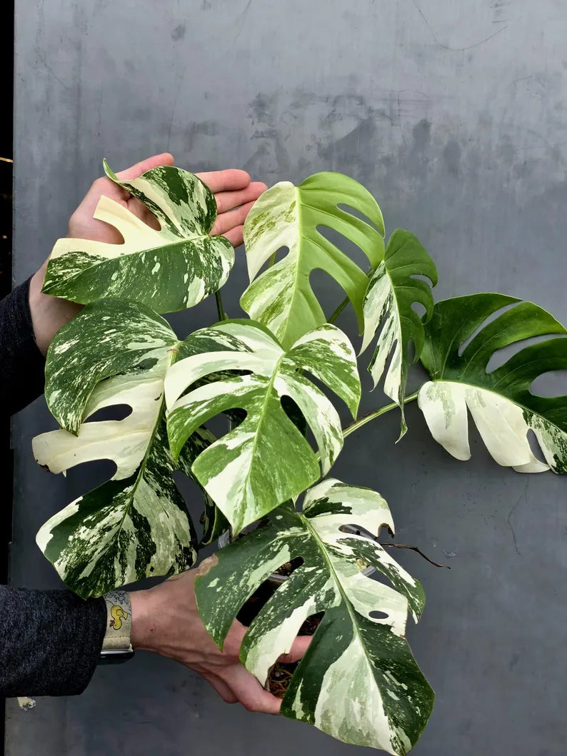 Rare Variegated Monstera Albo - White Albo Borsigiana Mature EXACT Plant - Large Form - US Seller
