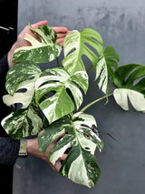 Rare Variegated Monstera Albo - White Albo Borsigiana Mature EXACT Plant - Large Form - US Seller
