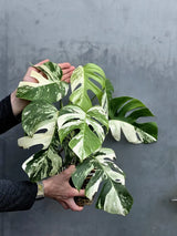 Rare Variegated Monstera Albo - White Albo Borsigiana Mature EXACT Plant - Large Form - US Seller
