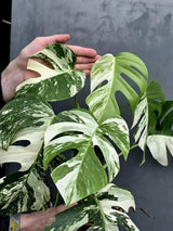 Rare Variegated Monstera Albo - White Albo Borsigiana Mature EXACT Plant - Large Form - US Seller