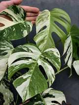 Rare Variegated Monstera Albo - White Albo Borsigiana Mature EXACT Plant - Large Form - US Seller