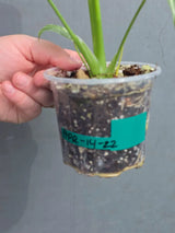 Variegated Monstera Thai Constellation Live Plant - Rare Collector Plant - EXACT Plant - US Seller