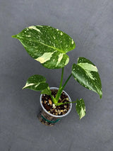 Variegated Monstera Thai Constellation Live Plant - Rare Collector Plant - EXACT Plant - US Seller