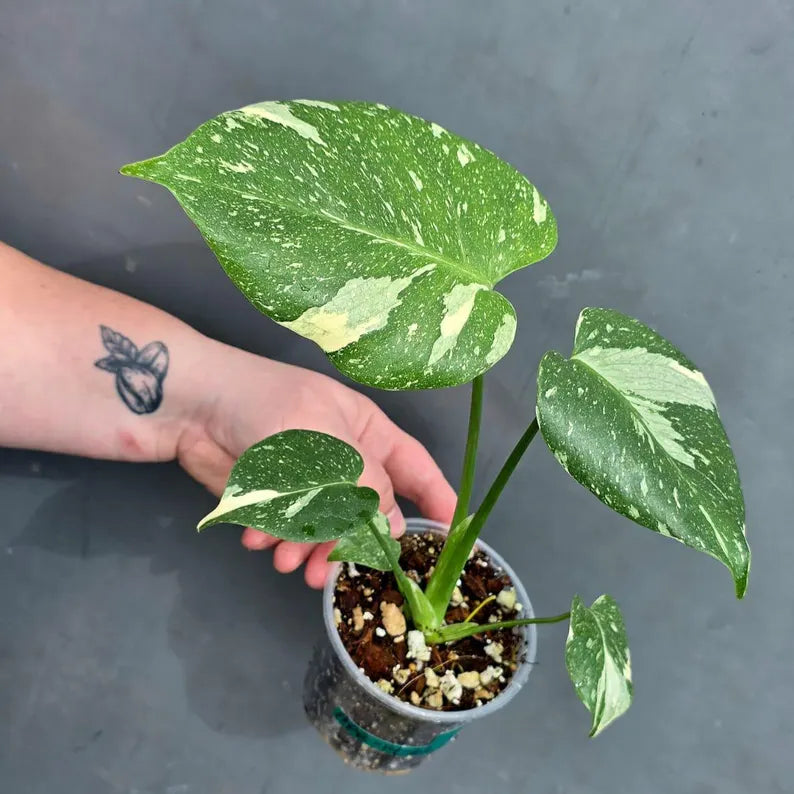 Variegated Monstera Thai Constellation Live Plant - Rare Collector Plant - EXACT Plant - US Seller