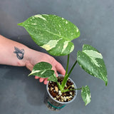 Variegated Monstera Thai Constellation Live Plant - Rare Collector Plant - EXACT Plant - US Seller
