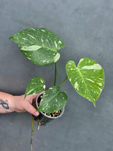 Variegated Monstera Thai Constellation Live Plant - Rare Collector Plant - EXACT Plant - US Seller