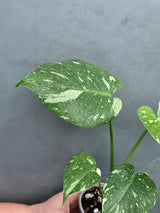 Variegated Monstera Thai Constellation Live Plant - Rare Collector Plant - EXACT Plant - US Seller