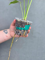 Variegated Monstera Thai Constellation Live Plant - Rare Collector Plant - EXACT Plant - US Seller