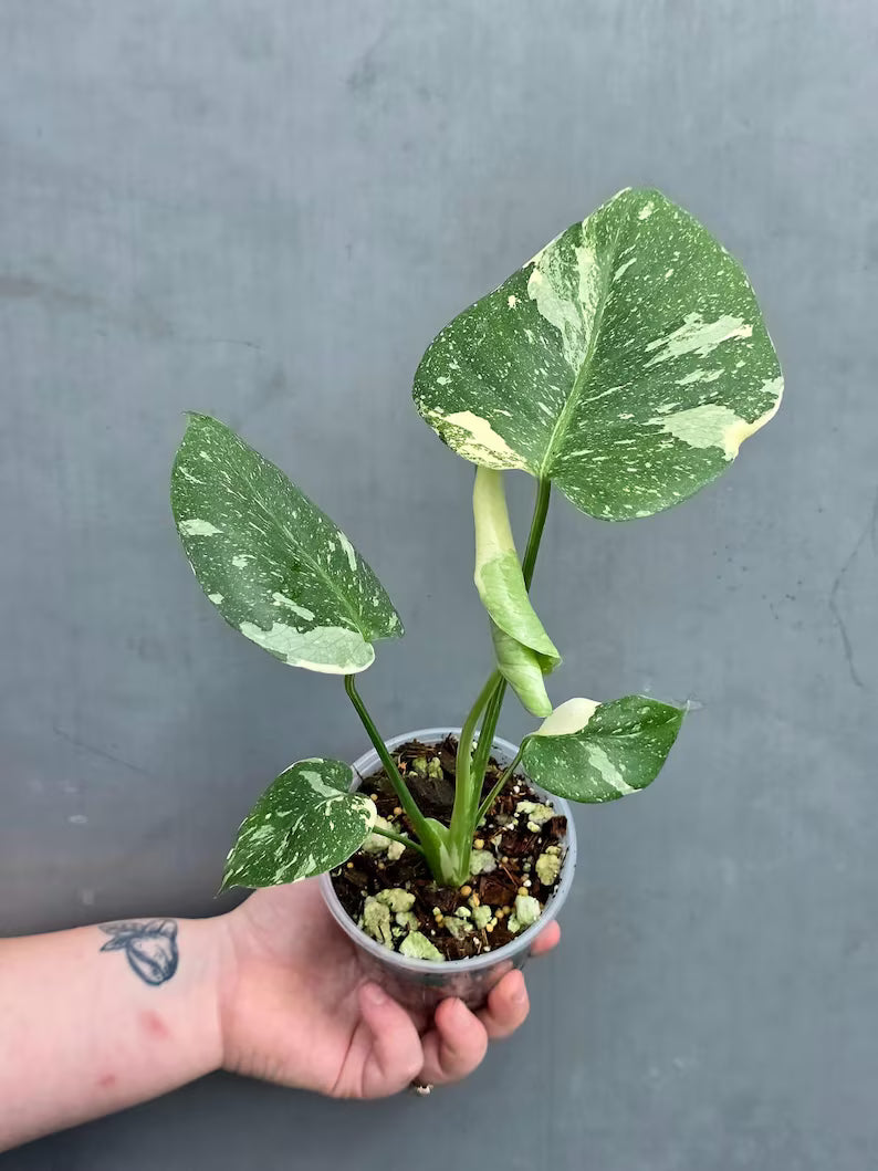 Variegated Monstera Thai Constellation Live Plant - Rare Collector Plant - EXACT Plant - US Seller
