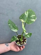 Variegated Monstera Thai Constellation Live Plant - Rare Collector Plant - EXACT Plant - US Seller