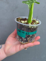 Variegated Monstera Thai Constellation Live Plant - Rare Collector Plant - EXACT Plant - US Seller