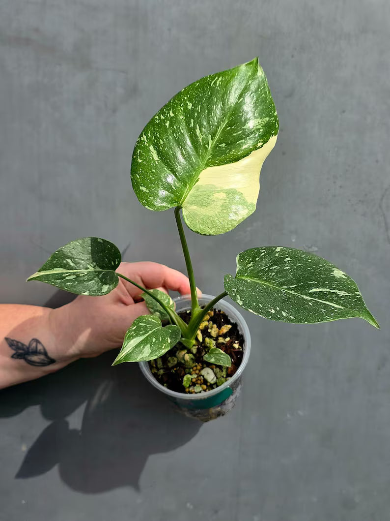 Variegated Monstera Thai Constellation Live Plant - Rare Collector Plant - EXACT Plant - US Seller