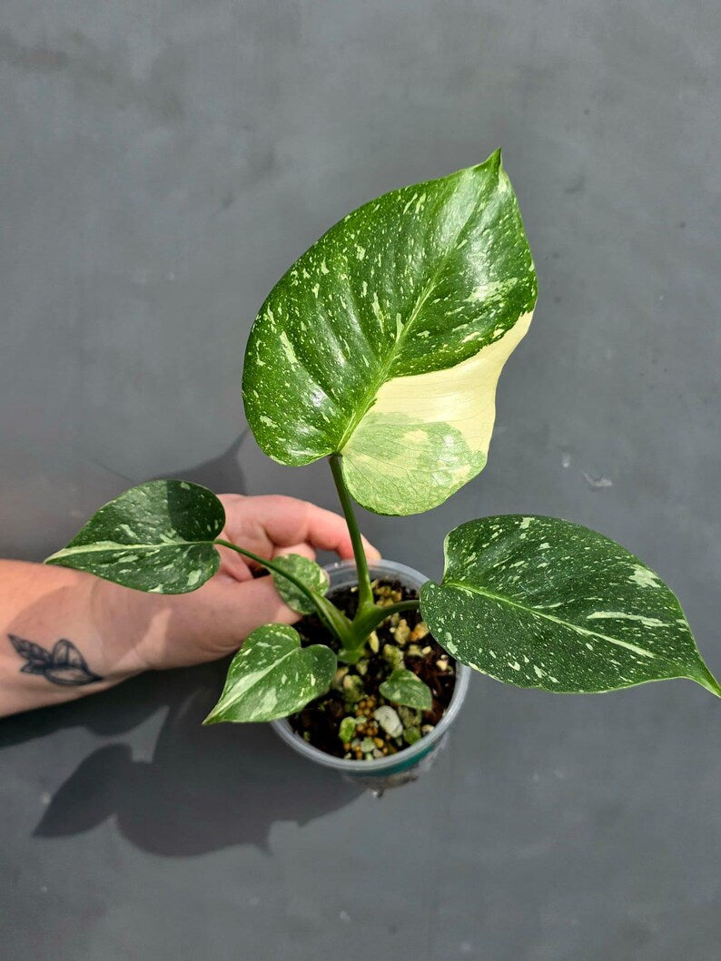 Variegated Monstera Thai Constellation Live Plant - Rare Collector Plant - EXACT Plant - US Seller