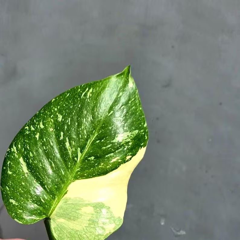 Variegated Monstera Thai Constellation Live Plant - Rare Collector Plant - EXACT Plant - US Seller