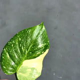 Variegated Monstera Thai Constellation Live Plant - Rare Collector Plant - EXACT Plant - US Seller