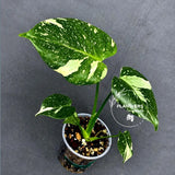 Variegated Monstera Thai Constellation Live Plant - Rare Collector Plant - EXACT Plant - US Seller