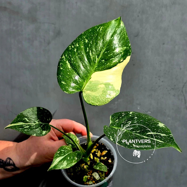 Variegated Monstera Thai Constellation Live Plant - Rare Collector Plant - EXACT Plant - US Seller