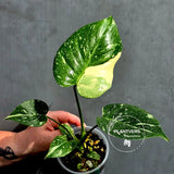 Variegated Monstera Thai Constellation Live Plant - Rare Collector Plant - EXACT Plant - US Seller