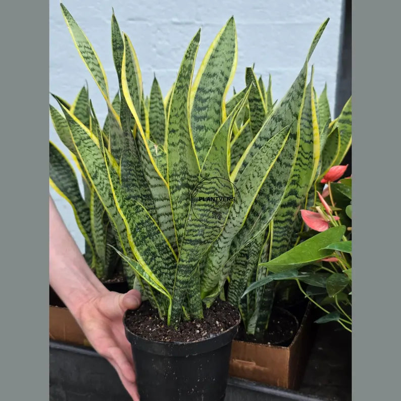 Sansevieria Snake Plant Laurentii in 6” Nursery Pot - Indoor Low Light Plant - Easy Care Houseplant - Modern Decor - Beginner Plant