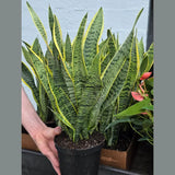 Sansevieria Snake Plant Laurentii in 6” Nursery Pot - Indoor Low Light Plant - Easy Care Houseplant - Modern Decor - Beginner Plant