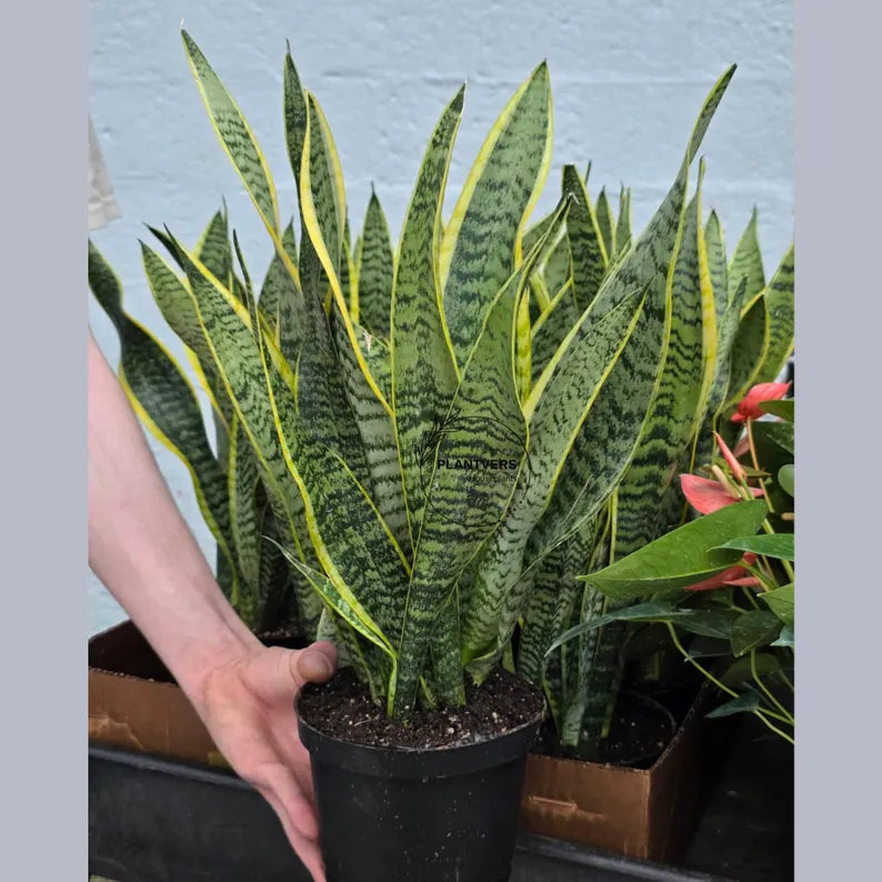 Sansevieria Snake Plant Laurentii in 6” Nursery Pot - Indoor Low Light Plant - Easy Care Houseplant - Modern Decor - Beginner Plant