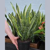 Sansevieria Snake Plant Laurentii in 6” Nursery Pot - Indoor Low Light Plant - Easy Care Houseplant - Modern Decor - Beginner Plant