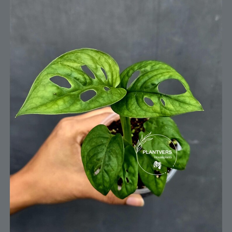 Swiss Cheese Plant in 2" Pot – Monstera Adansonii Live | Hanging Vining Houseplant | Tropical Indoor Plant | Gift for Her