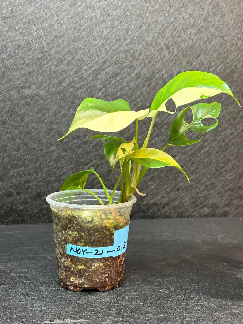 Variegated Rhaphidophora Tetrasperma Albo - Rare Collector Plant - Exact SAME Plant - US Seller