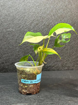 Variegated Rhaphidophora Tetrasperma Albo - Rare Collector Plant - Exact SAME Plant - US Seller