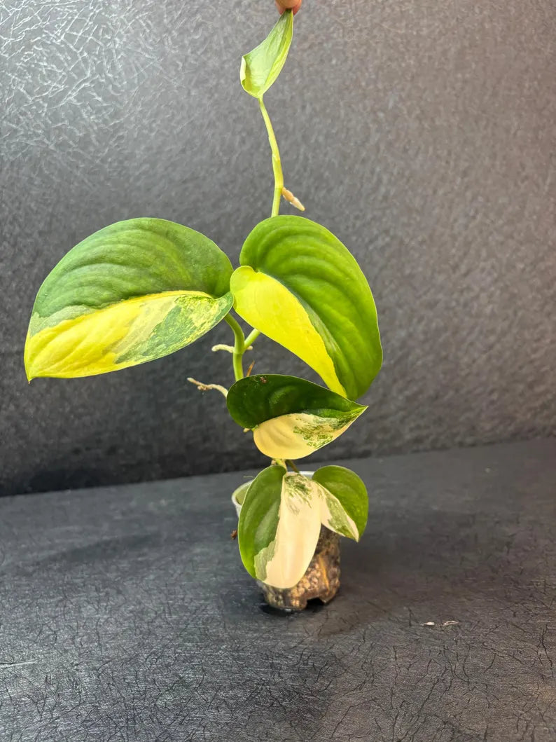 Scindapsus Jade Satin Variegated - Rare Tropical Plant - EXACT Plant - US Seller