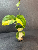 Scindapsus Jade Satin Variegated - Rare Tropical Plant - EXACT Plant - US Seller