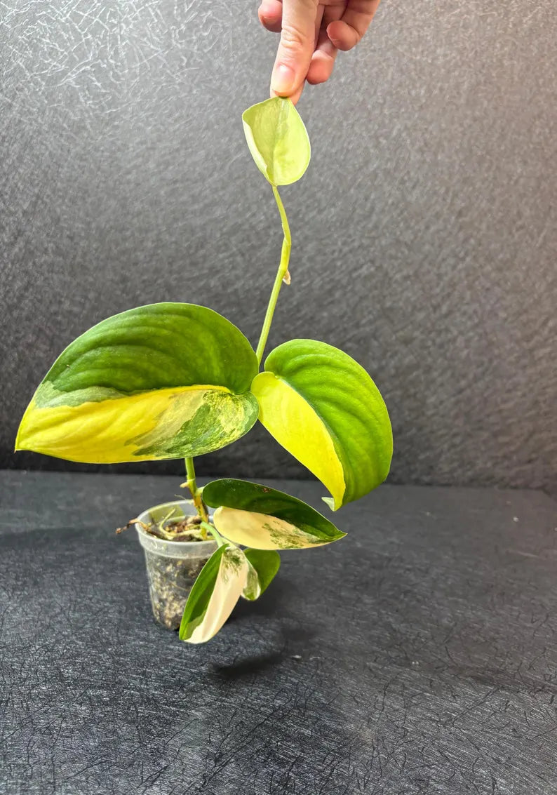 Scindapsus Jade Satin Variegated - Rare Tropical Plant - EXACT Plant - US Seller