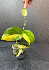 Scindapsus Jade Satin Variegated - Rare Tropical Plant - EXACT Plant - US Seller