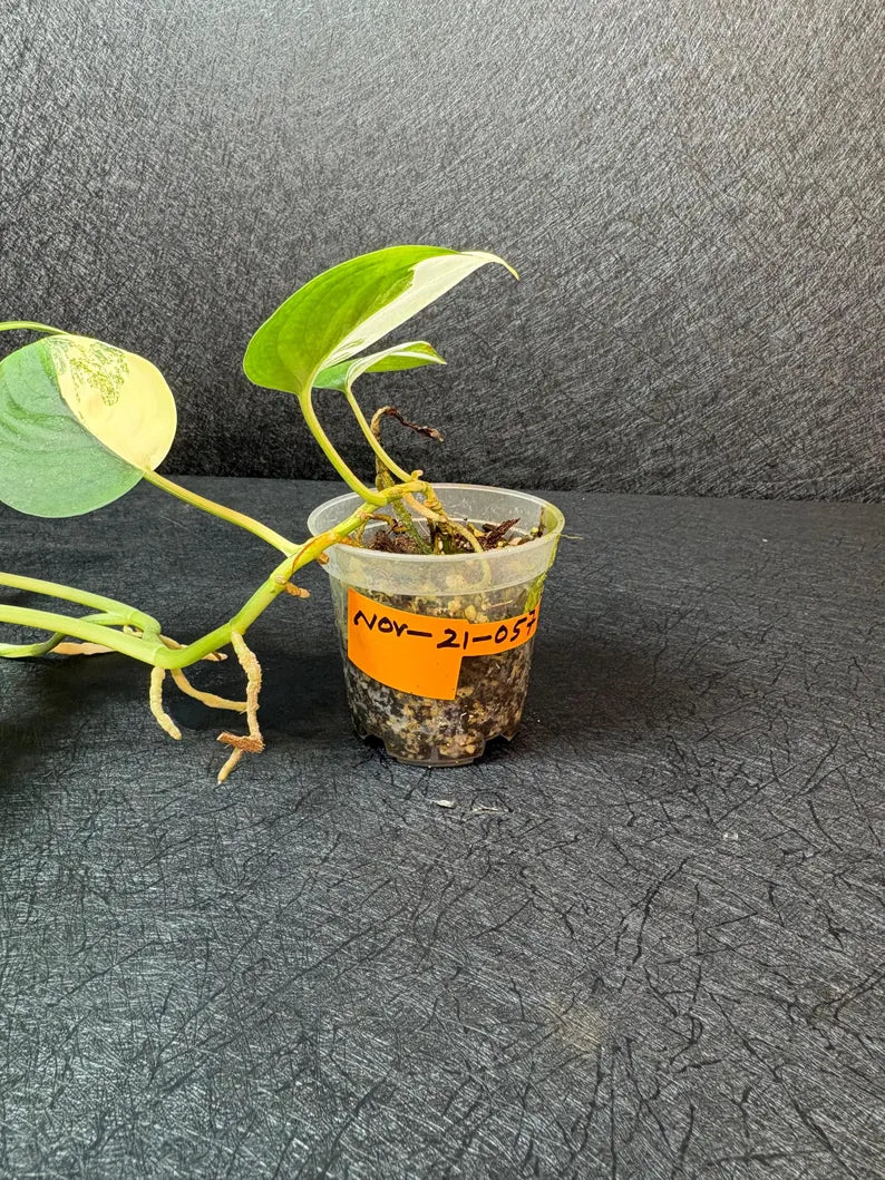 Scindapsus Jade Satin Variegated - Rare Tropical Plant - EXACT Plant - US Seller