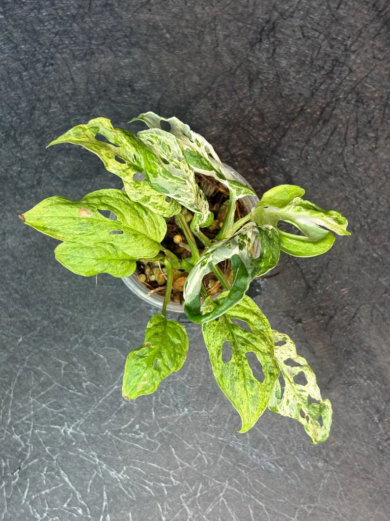 Monstera Adansonii Mottled - Rare Variegated Swiss Cheese Plant - Live Tropical Houseplant- Collector's Aroid - Exact Same Plant - US Seller