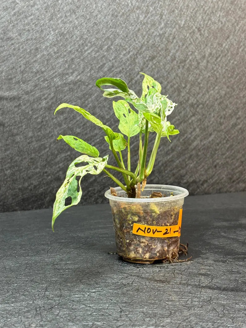 Monstera Adansonii Mottled - Rare Variegated Swiss Cheese Plant - Live Tropical Houseplant- Collector's Aroid - Exact Same Plant - US Seller