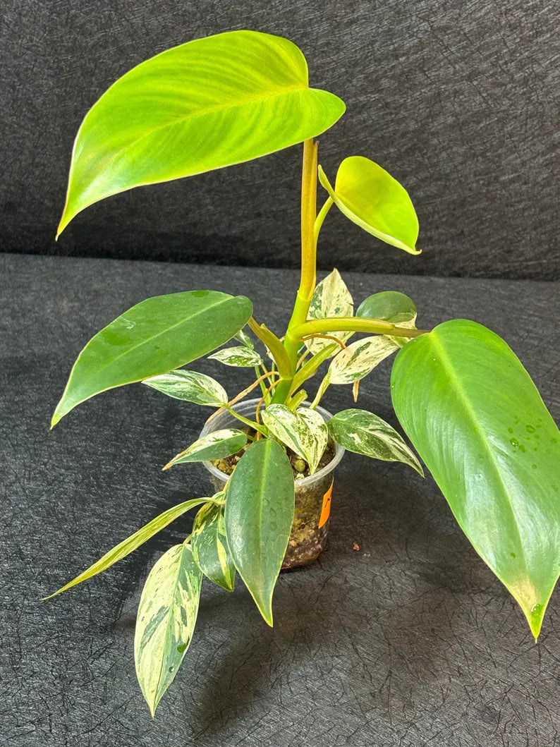 RARE Variegated Epipremnum Pinnatum Albo - Exact SAME Plant - US Seller