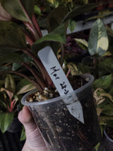 philodendron congo