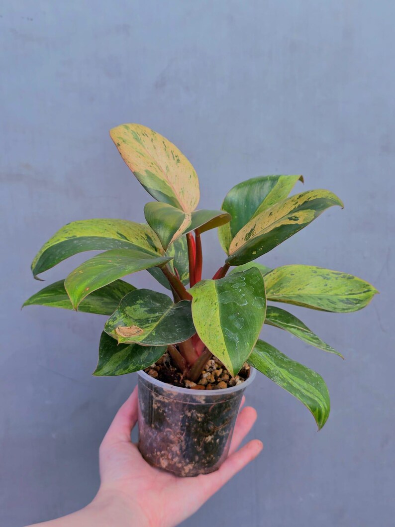 red congo plant