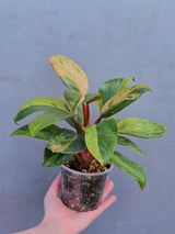red congo plant
