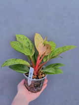 dwarf red congo