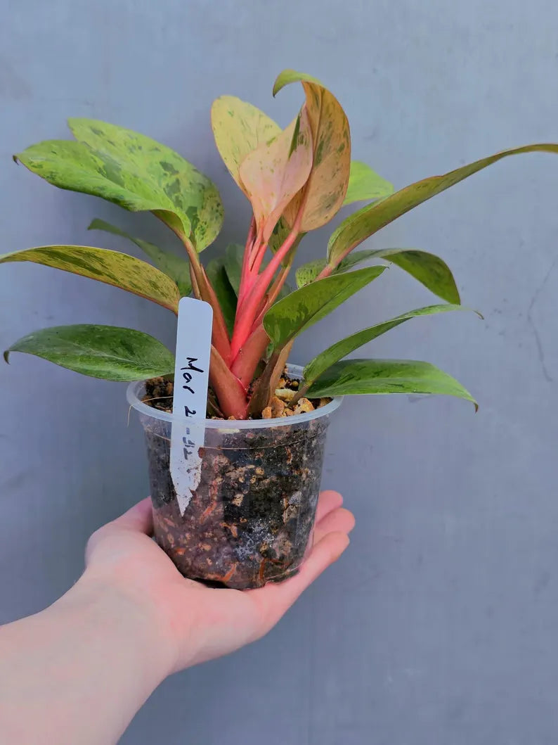 Rare Philodendron