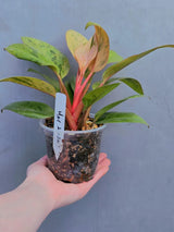 Rare Philodendron