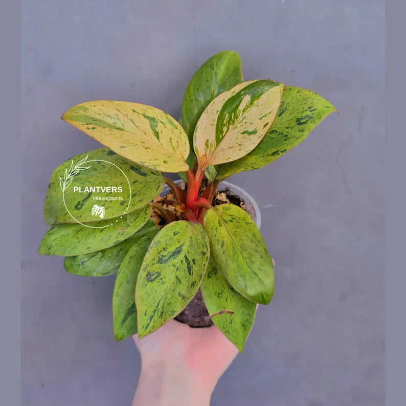 red congo plant