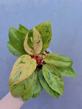 Tropical Houseplant