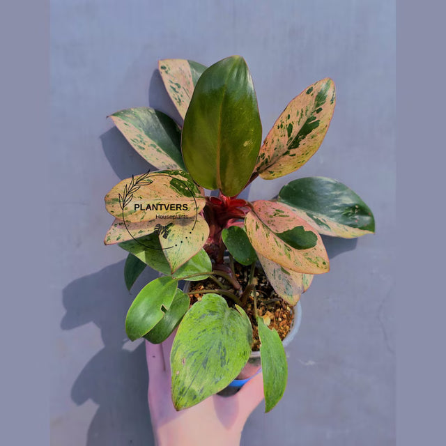 Rare Philodendron