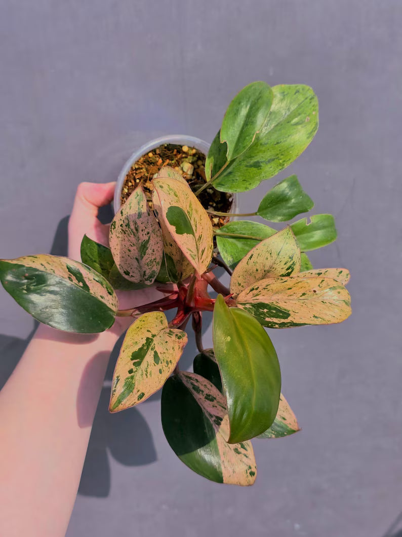 philodendron congo