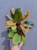 red congo plant
